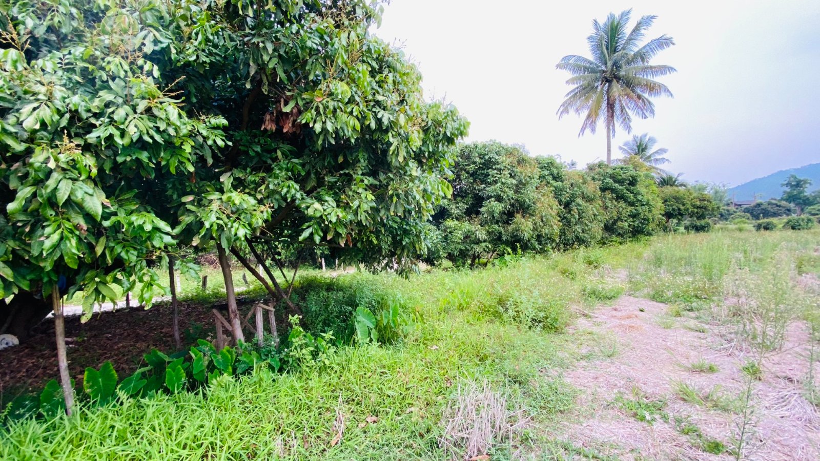 ที่นา บ้านสันนาเม็ง แม่หอพระ ขายถูก เพียง 180,000 เท่านั้น