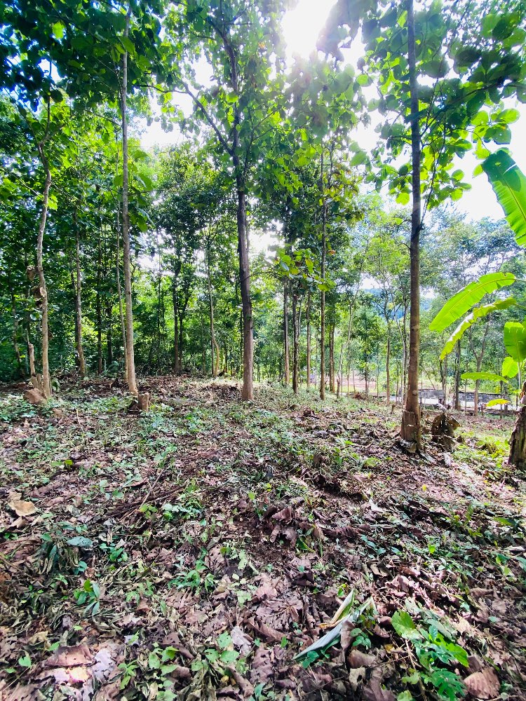 ขายที่ดินเปล่าราคาถูก อ.แม่แตง เชียงใหม่