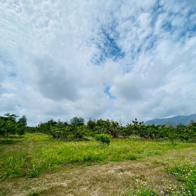 สวนลำใย แม่วาง วิวสวย